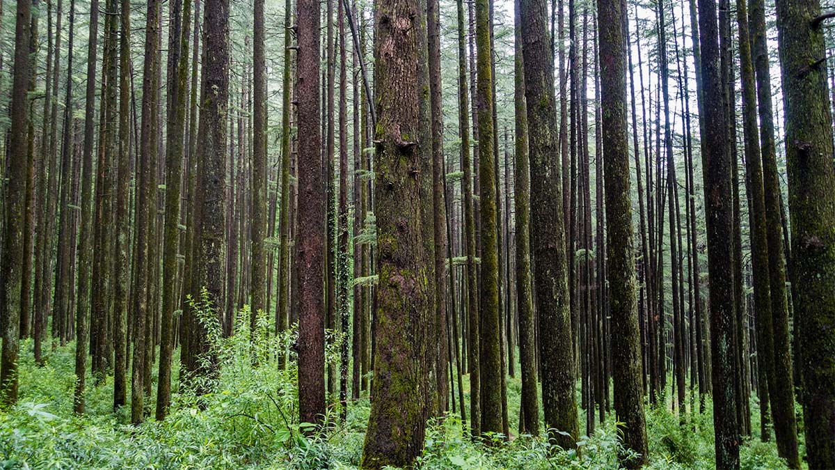 A forest view of many Himalayan Cedarwood tree trunks