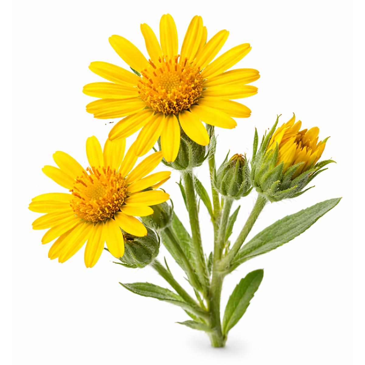 Fresh inula bloom and leaves