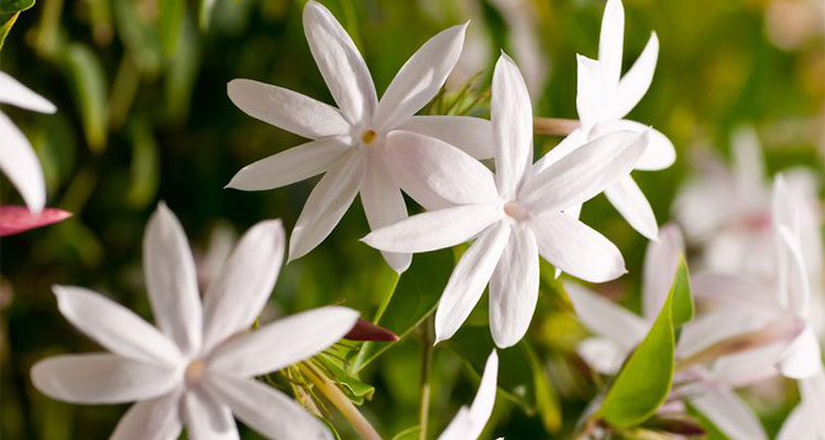 https://www.aromaweb.com/images/botanicals/jasmine-absolute.jpg