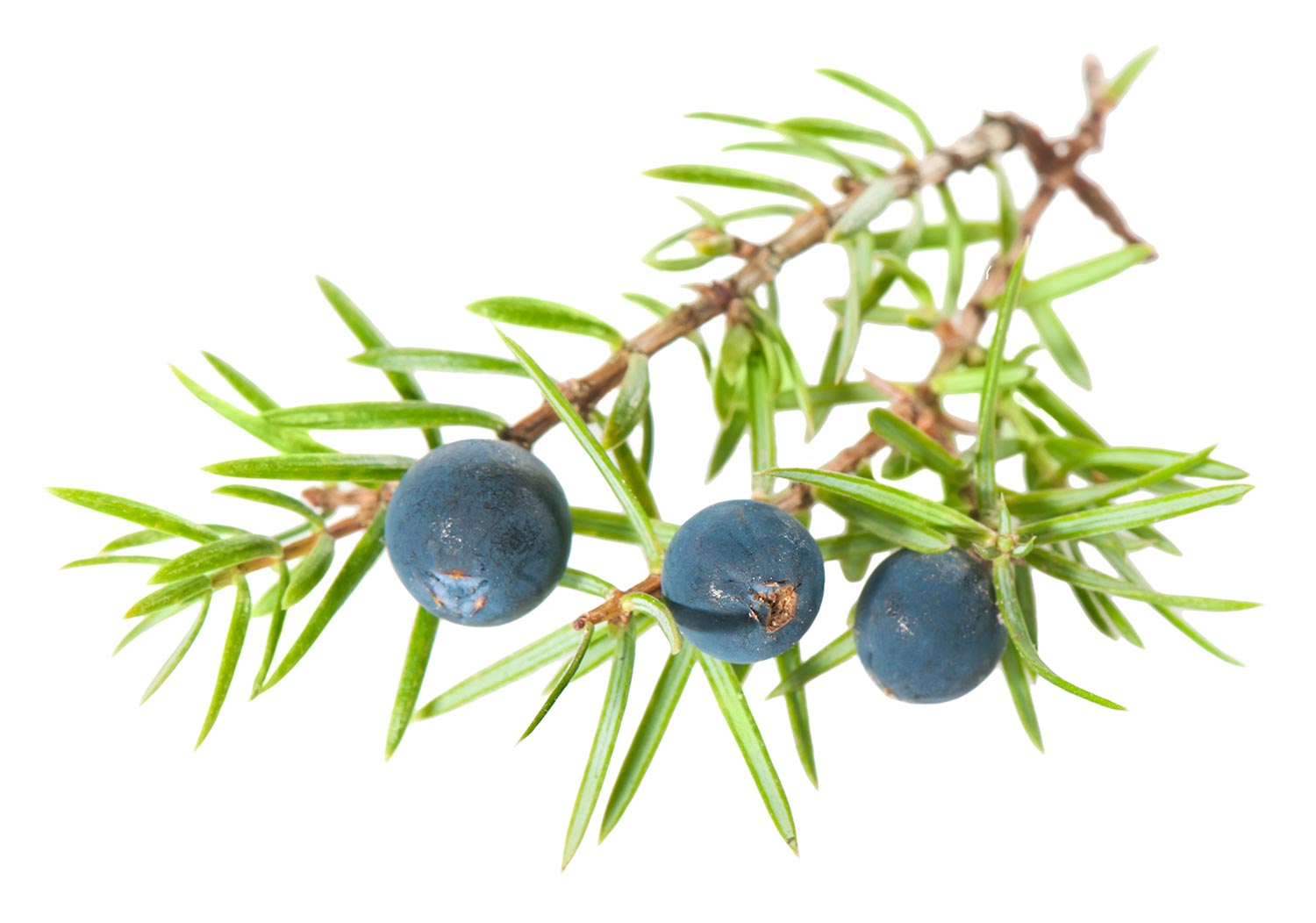 Fresh juniper with berries used in the production of Juniper Berry Essential Oil