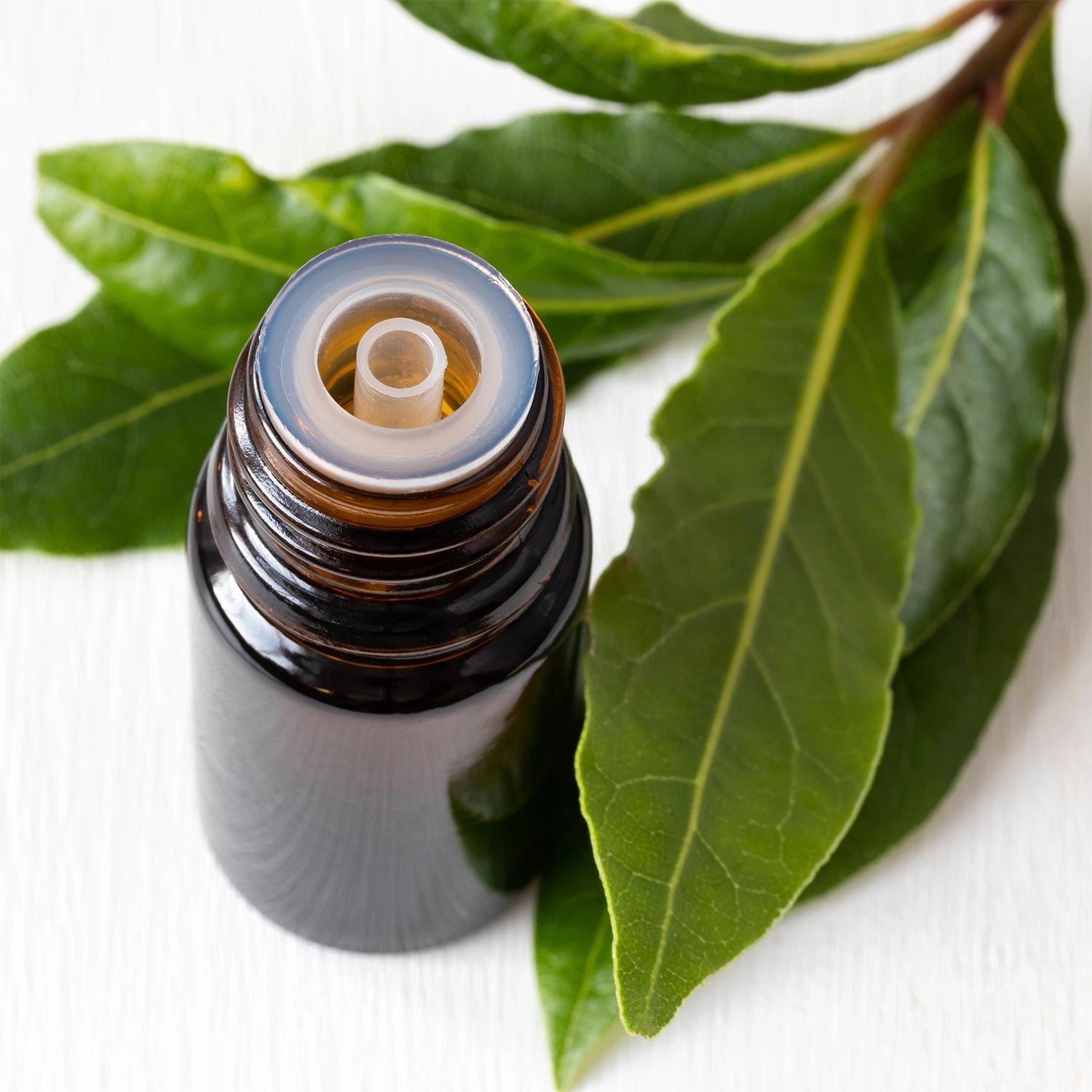 Laurel Leaf (Bay Laurel) Essential Oil surrounded by fresh bay leaves