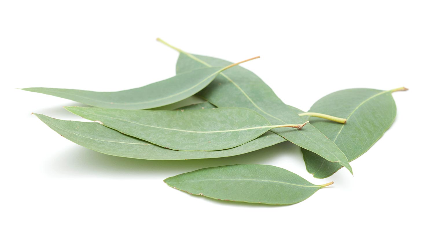 Lemon-Scented Ironbark Leaves