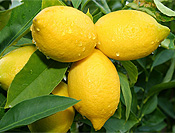 Lemons on Tree
