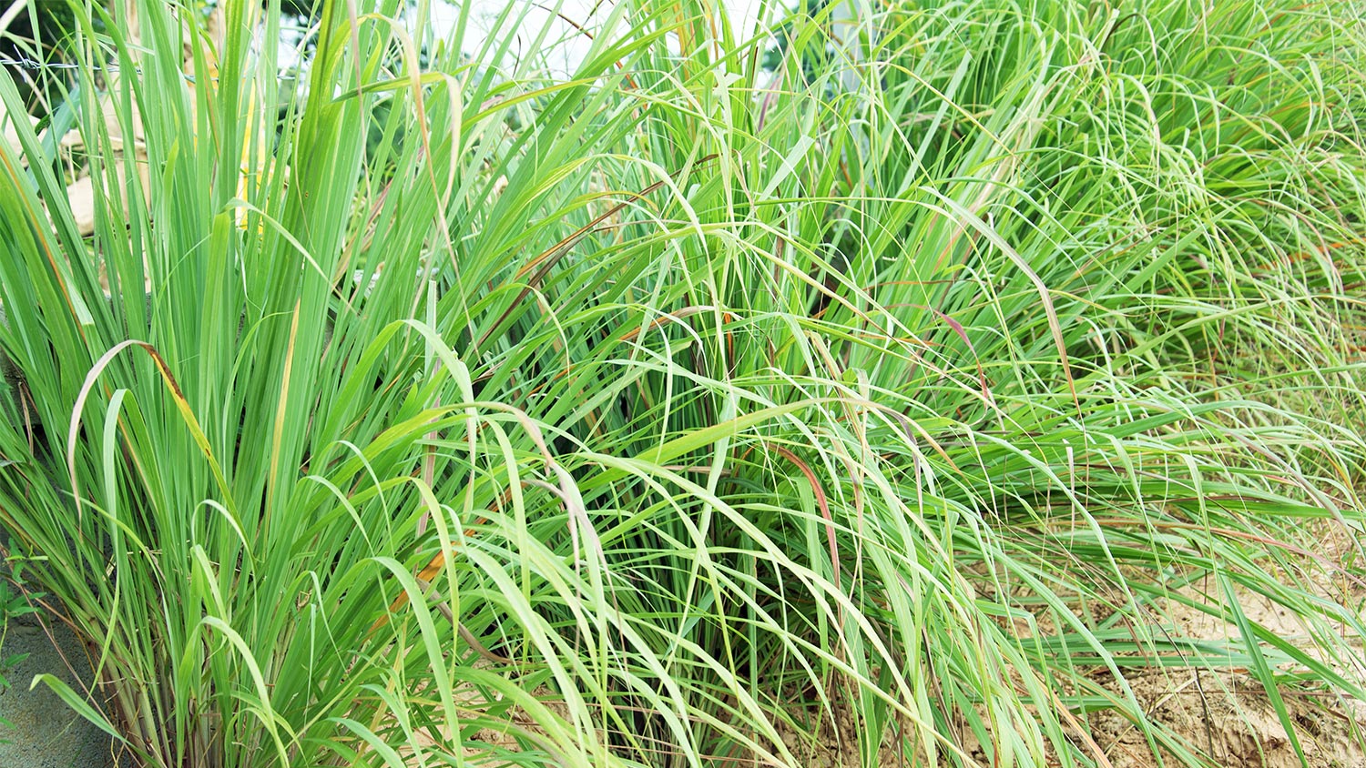 Healthy lemongrass plants with tall green blades, cultivated for essential oil distillation