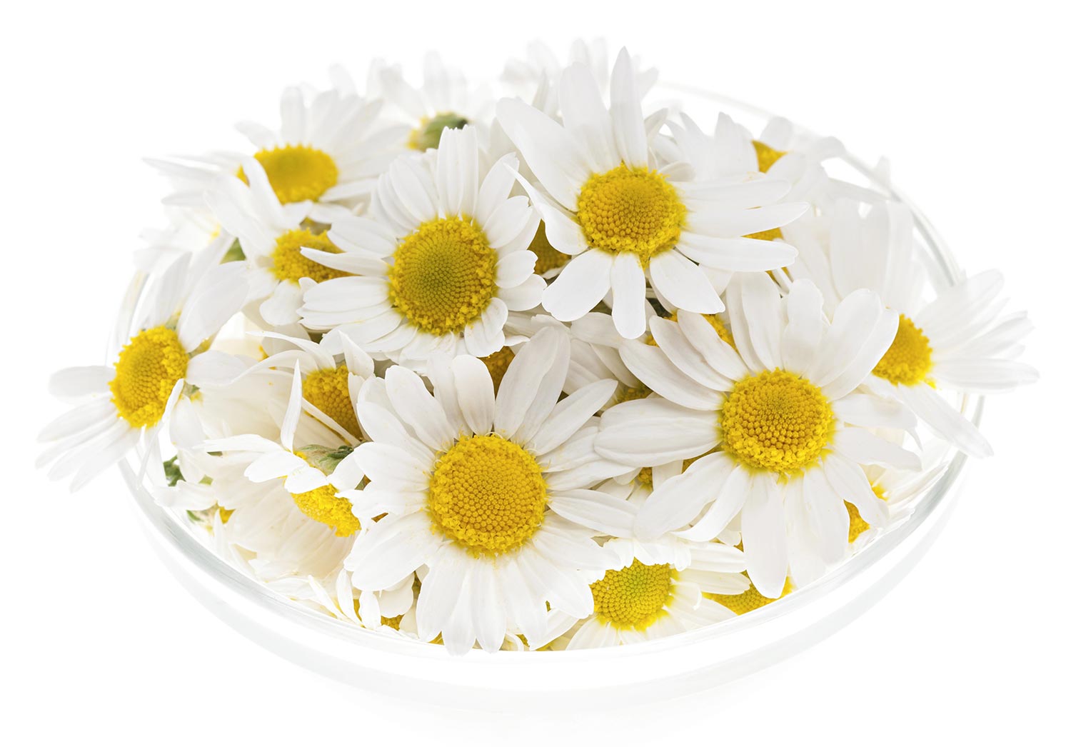 Roman chamomile blossoms used to produce Roman Chamomile Essential Oil