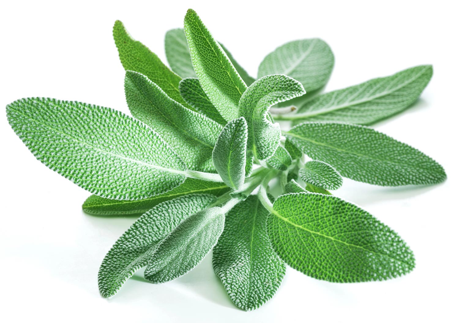 Sage leaves used in the production of Dalmatian (Common) Sage Essential Oil