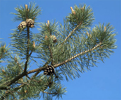 Scotch Pine Closeup