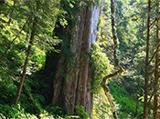 Taiwan Cypress
