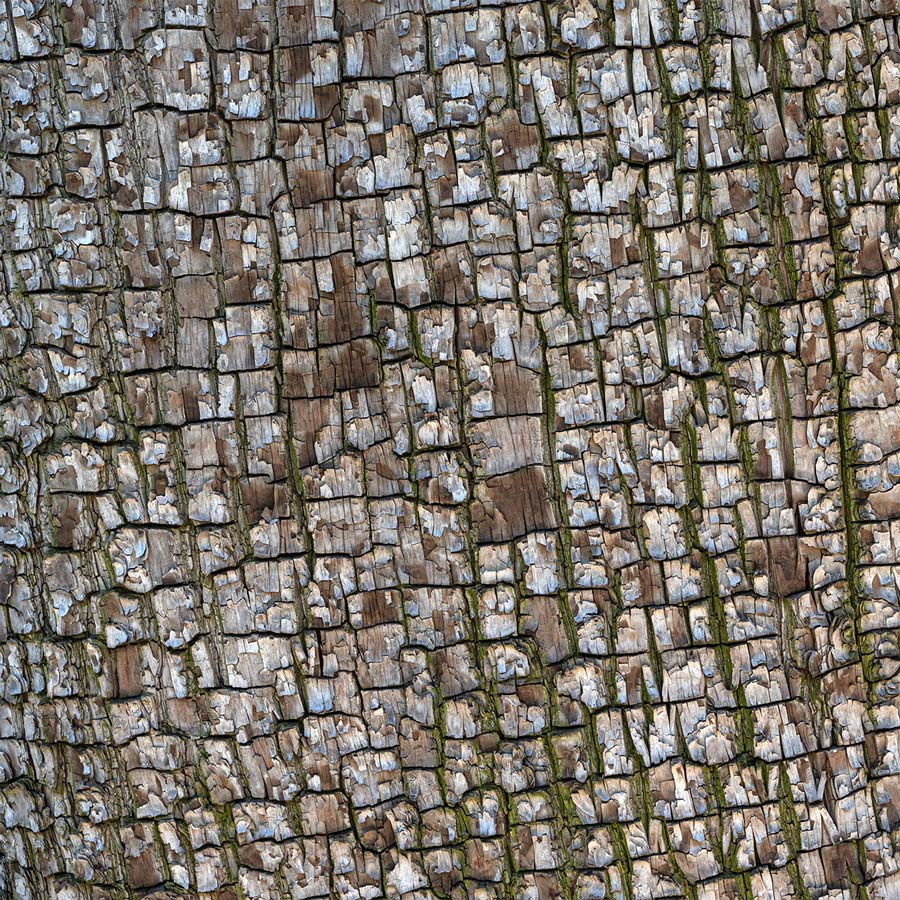 A close-up of the bark of a Texas cedarwood tree