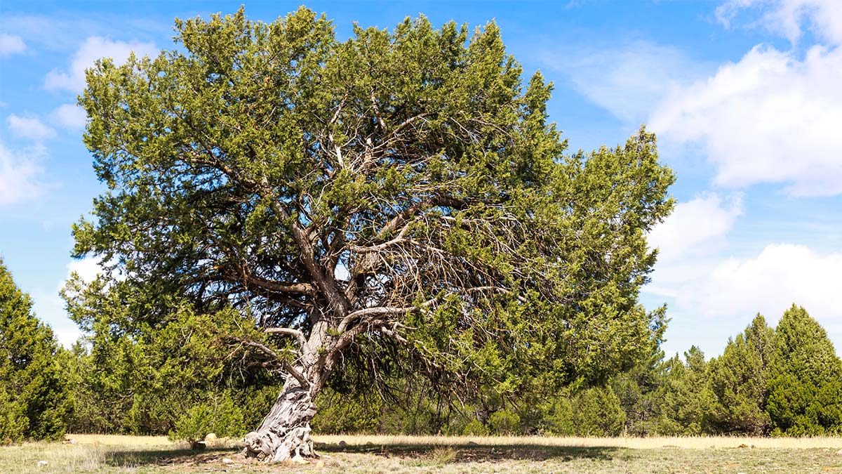 Texas Cedarwood Tree