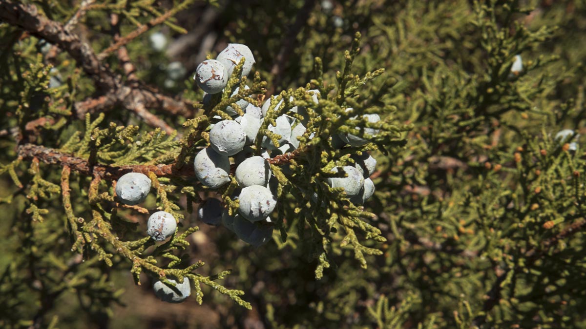 Texas Cedarwood Branches and Berries