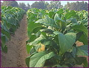 Tobacco Plantation
