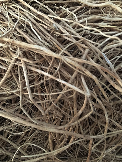 Vetiver Roots