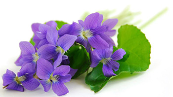 Violets with Leaves