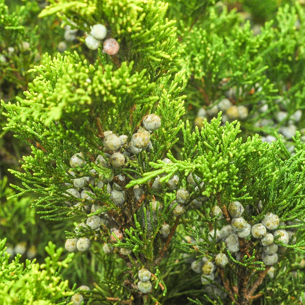 Leaves and Berries of Virginian Cedarwood