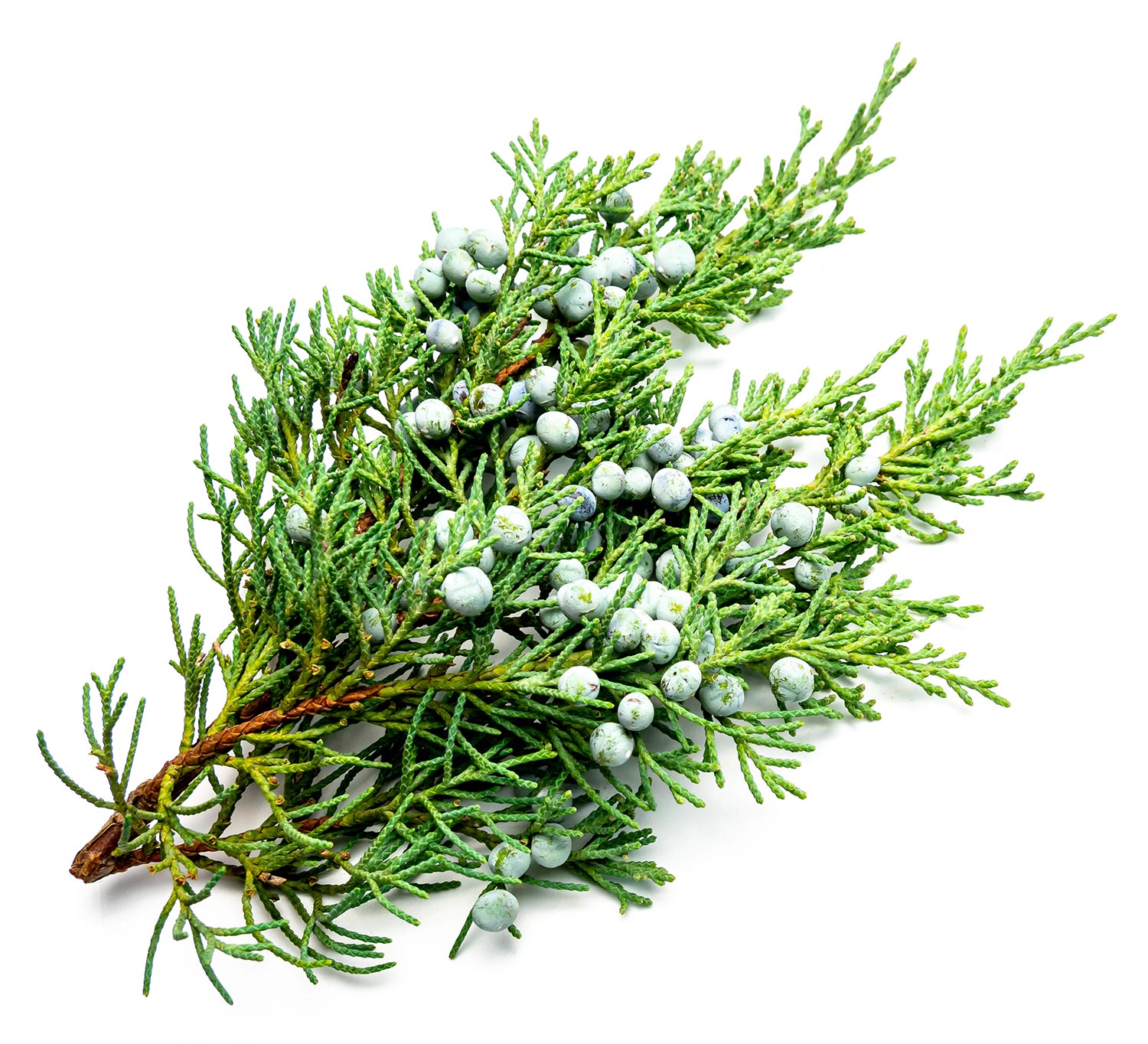 Fresh spring of Virginian Cedarwood