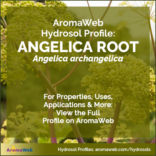 Angelica Root Hydrosol