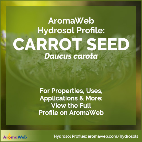 Carrot Seed Hydrosol
