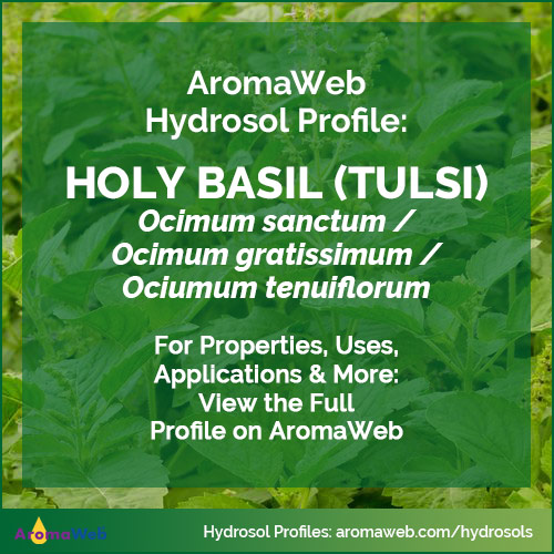 Holy Basil Hydrosol / Tulsi Hydrosol
