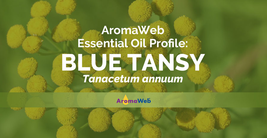 Blue Tansy Oil for Hair: Benefits, Uses, and Side Effects - wide 6