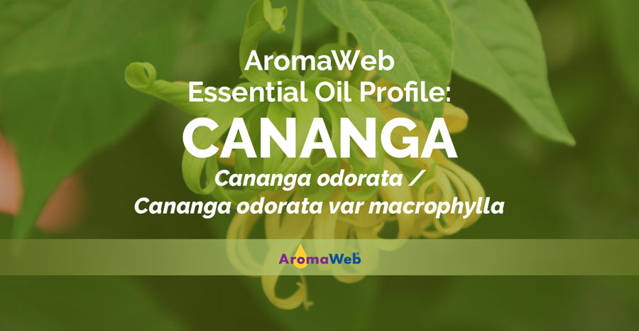 Cananga Essential Oil Uses and Benefits | AromaWeb
