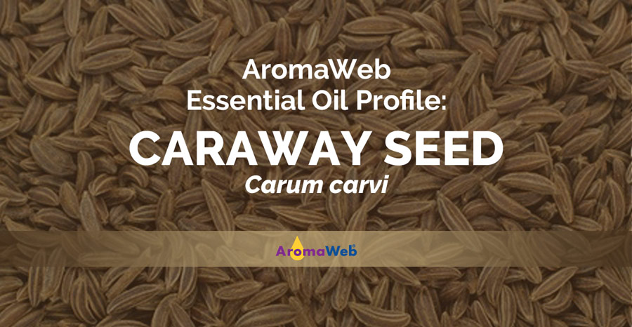 doTERRA Caraway (Caraway Seed) Essential Oil (5ml) - AromaPro doTERRA  Etherische Olie