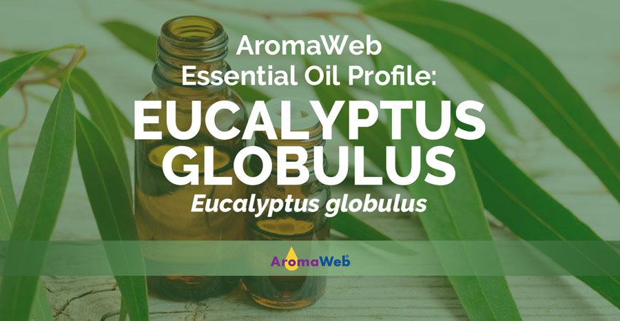 Eucalyptus Globulus Essential Oil Uses And Benefits Aromaweb