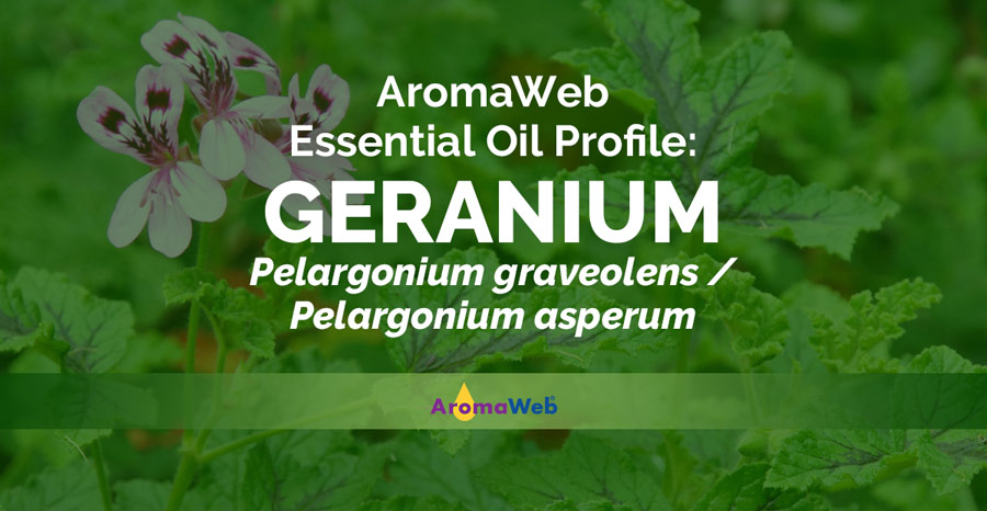 geranium varicoza castane de la unguent de reeta cu varicoza