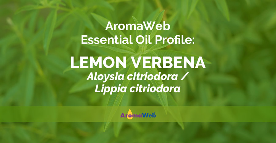 Benefits and Uses of Lemon Verbena Oil