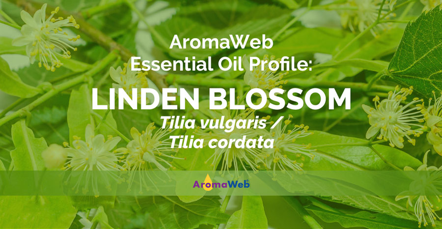 Linden Blossom Absolute Uses and Benefits | AromaWeb