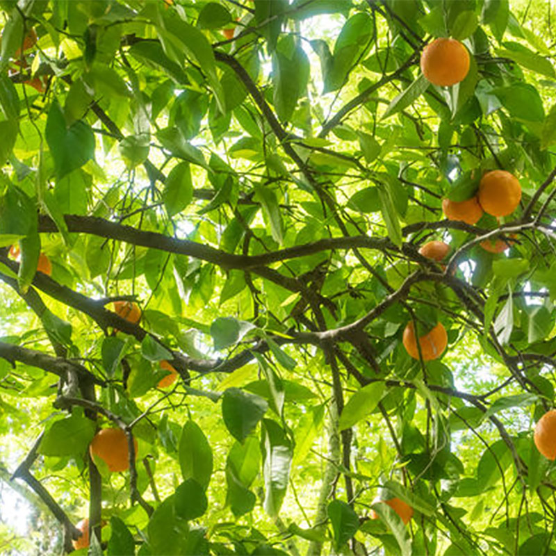 PURE ORANGE BLOSSOM ABSOLUTE Citrus aurantium var.amara NATURAL