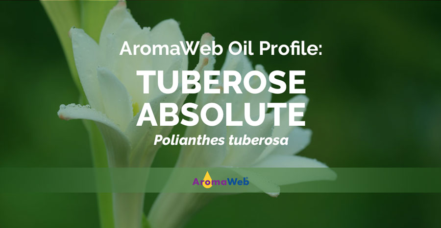 Tuberose Absolute Uses and Benefits | AromaWeb