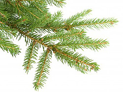 Christmas Tree Aromatherapy Blends