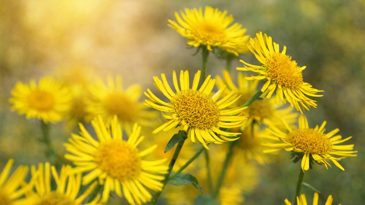 Inula in bloom with beautiful yellow flowers