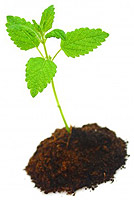 Emerging Mint Plant