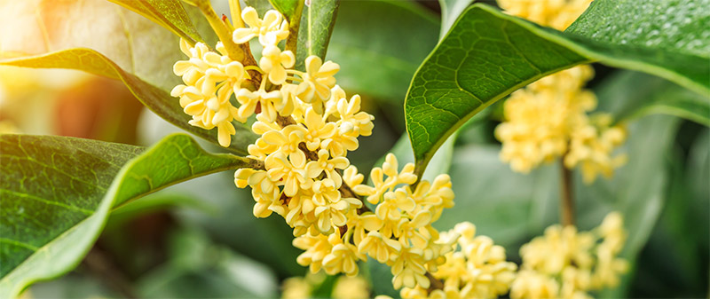 Osmanthus In Bloom That is Used In the Extraction of Osmanthus Absolute