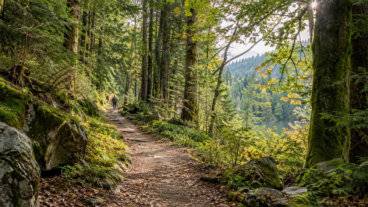 Quiet Forest Path Suitable for Shinrin-Yoku or Forest Bathing