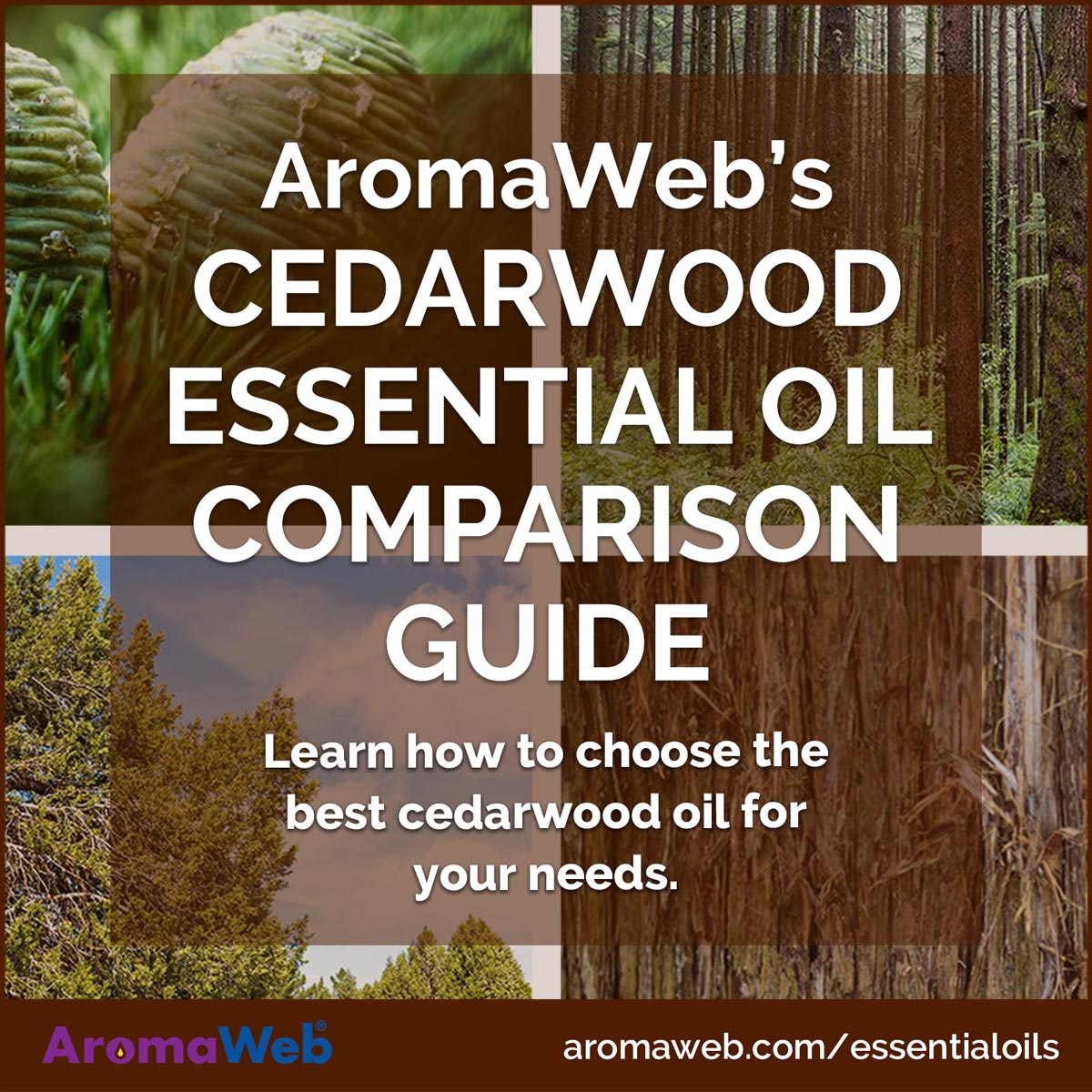 Social Media Image for the Cedarwood Essential Oil Comparison Guide