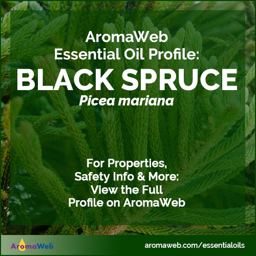 Black Spruce Essential Oil Profile