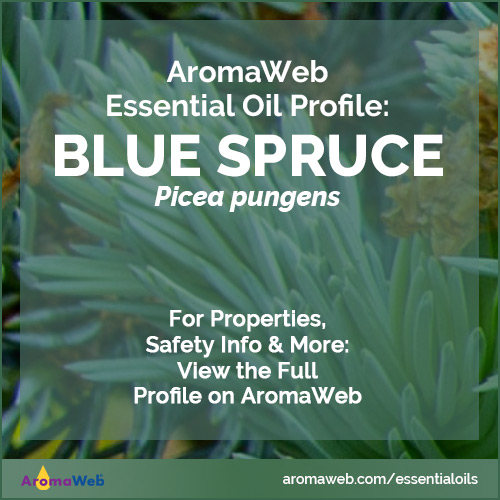Black Spruce Essential Oil Profile