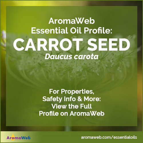 Carrot Seed Essential Oil Profile