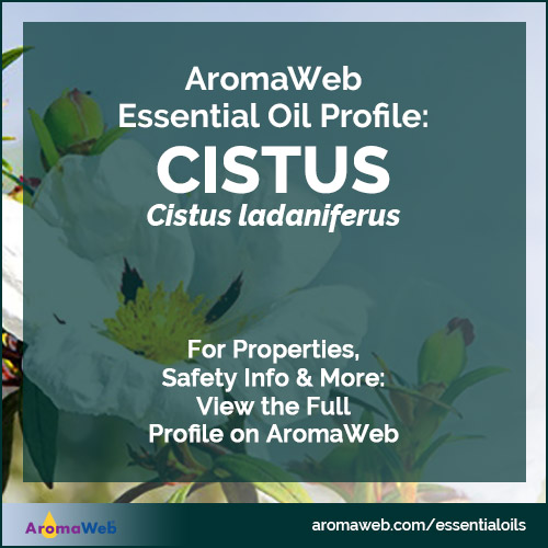 Cistus Essential Oil Profile