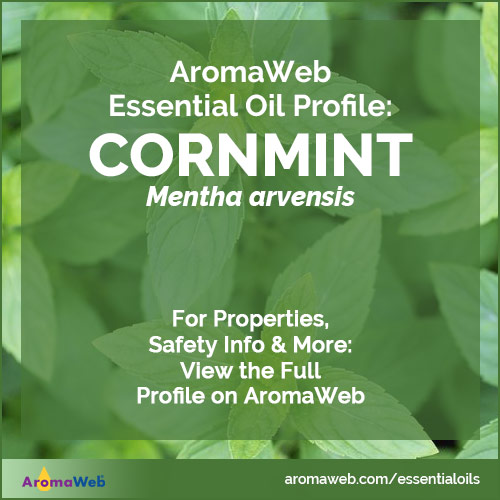 Cornmint Essential Oil Profile