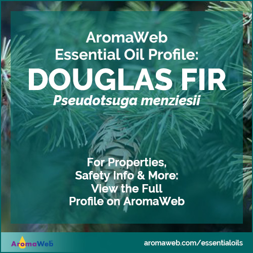 Douglas Fir Essential Oil Profile