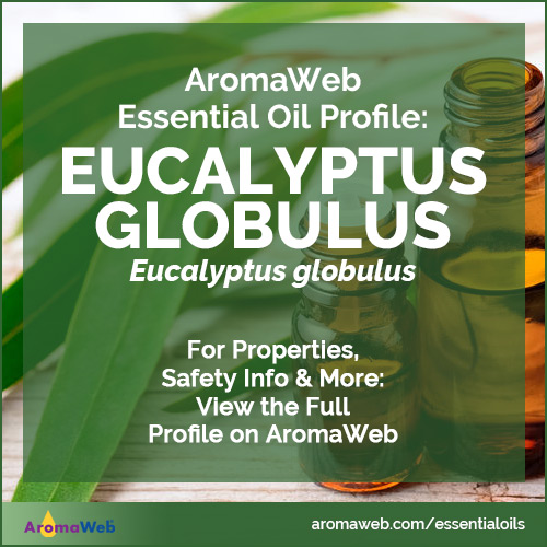 Eucalyptus Globulus Essential Oil Profile