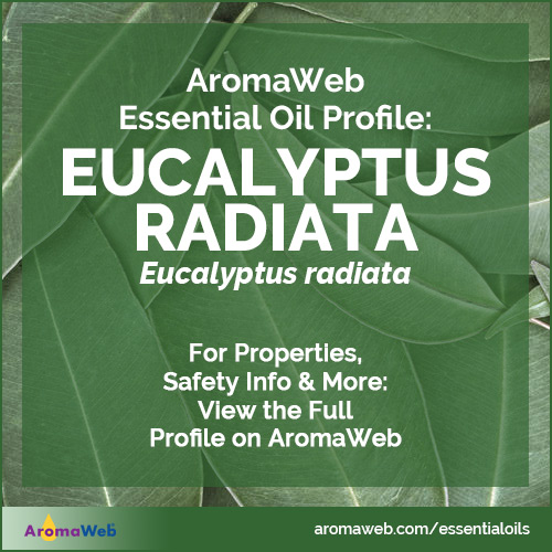 Eucalyptus Radiata Essential Oil Profile