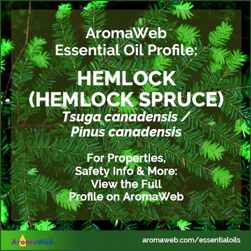 Hemlock Essential Oil Profile