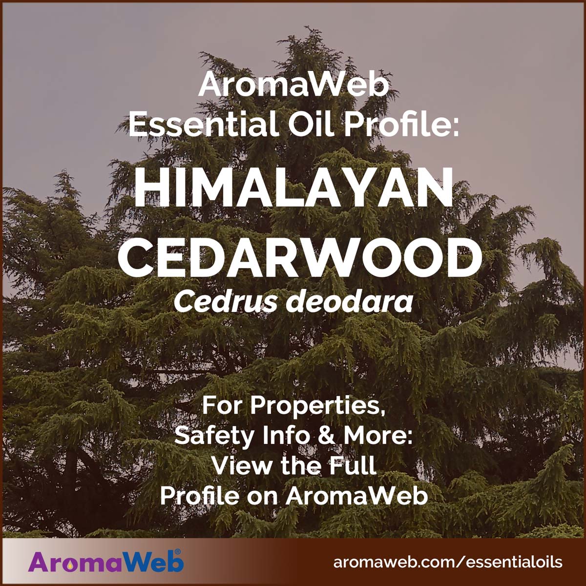 Himalayan Cedarwood Essential Oil Profile
