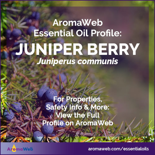 Juniper Berry Essential Oil Profile