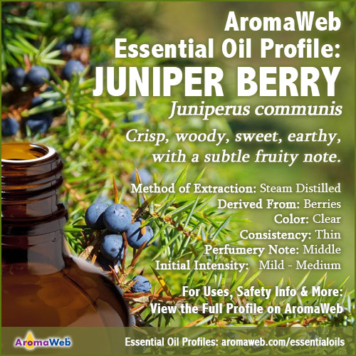 Juniper Berry Essential Oil Uses and Benefits | AromaWeb